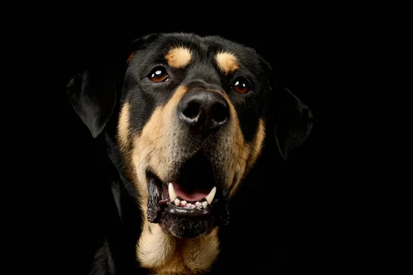 Portrét Rozkošného Smíšeného Plemenného Psa Který Vypadá Spokojeně — Stock fotografie