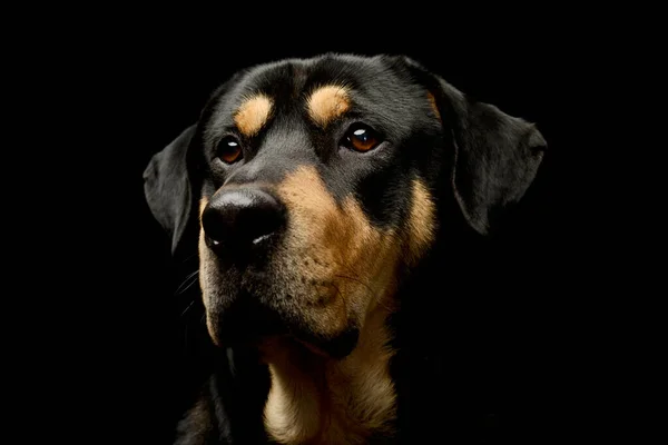 Portrait Adorable Mixed Breed Dog Looking Intently — Zdjęcie stockowe