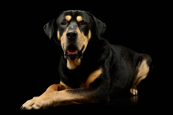 Studio Shot Well Mannered Mixed Breed Dog Lying Black Background — Foto de Stock