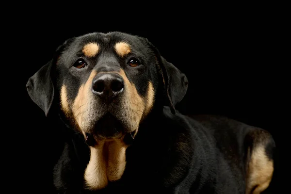 Portret Uroczego Mieszanego Psa Patrzącego Uważnie Kamerę — Zdjęcie stockowe