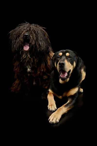 Студийный Снимок Очаровательного Пули Собаки Смешанной Породы Расслабляющей Черном Фоне — стоковое фото