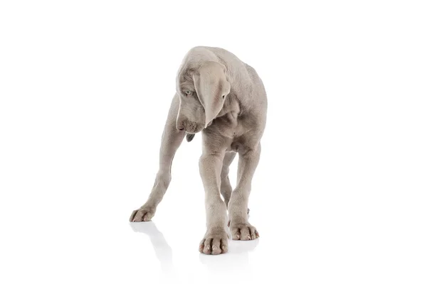 Studio Shot Beautiful Weimaraner Puppy Standing Unsteadily — Foto Stock