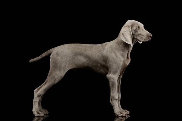 Standard Beautiful Weimaraner Black Backgound — Stok fotoğraf