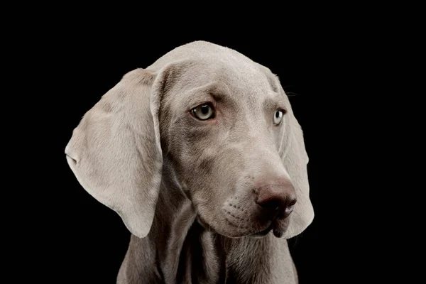 Portrait Beautiful Weimaraner Dazzling Eyes Black Background - Stock-foto