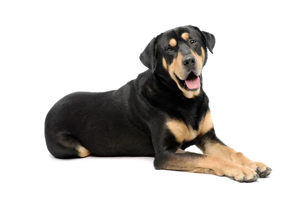 Studio Shot Adorable Mixed Breed Dog Lying Looking Camera Hanging — Φωτογραφία Αρχείου