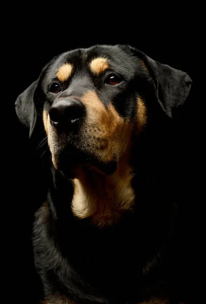 Portret Uroczego Mieszanego Psa Patrzącego Uważnie — Zdjęcie stockowe