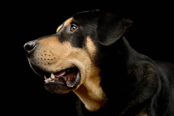 Portret Uroczego Mieszanego Psa Patrzącego Uważnie — Zdjęcie stockowe