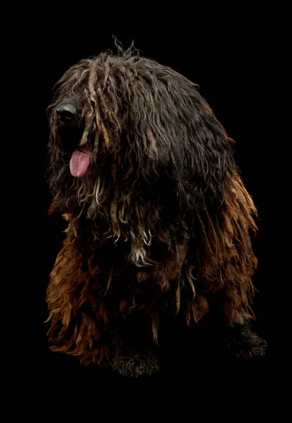 Studio Shot Adorable Puli Sitting Hanging Tongue — Photo