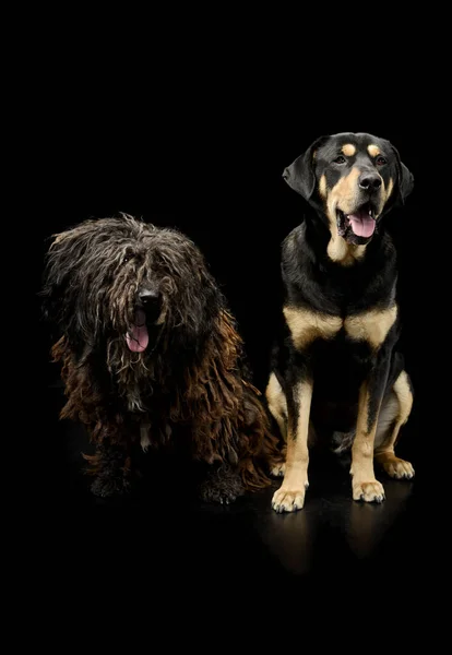 Студийный Снимок Очаровательного Пули Собаки Смешанной Породы Сидящей Черном Фоне — стоковое фото