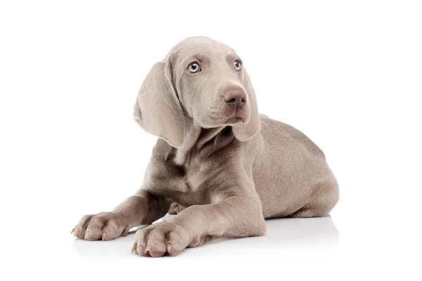 Studio Shot Beautiful Weimaraner Puppy Lying Looking Curiously White Background — Photo