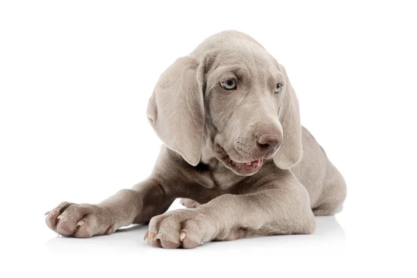 Güzel Bir Weimaraner Köpeğinin Beyaz Arka Planda Yatıp Merakla Bakarken — Stok fotoğraf