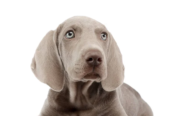 Güzel Bir Weimaraner Köpeğinin Portresi Merakla Yukarı Bakıyor — Stok fotoğraf