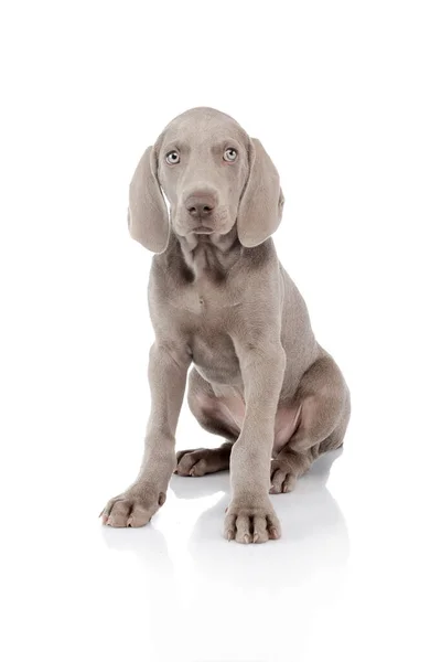 Studio Shot Beautiful Weimaraner Puppy Sitting White Backgound — Photo