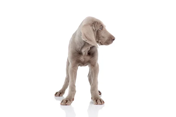 Studio Shot Beautiful Weimaraner Puppy Standing Unsteadily — стокове фото