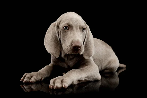Studio Shot Beautiful Weimaraner Puppy Lying Looking Intently — Stok Foto