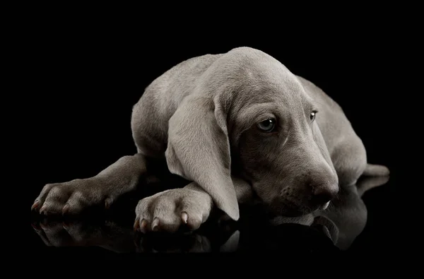 Studio Shot Beautiful Weimaraner Puppy Lying Looking Exhausted — Stock fotografie