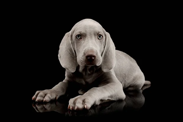 Studio Shot Beautiful Weimaraner Puppy Lying Looking Intently Camera — Stock fotografie