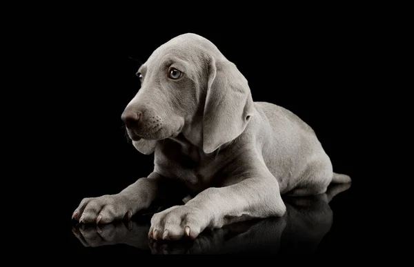 Studio Shot Beautiful Weimaraner Puppy Lying Looking Intently — Stok Foto