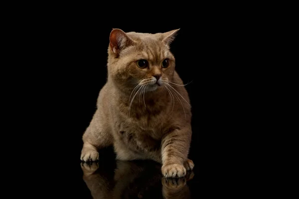Στούντιο Πλάνο Μιας Όμορφης Γάτας Που Στέκεται Σταυρωμένα Πόδια — Φωτογραφία Αρχείου