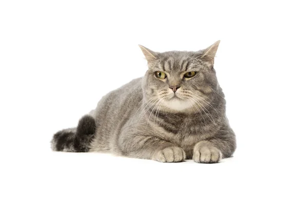 Studio Shot Beautiful Cat Lying White Background — Stockfoto