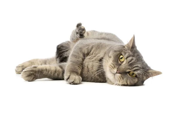 Studio Shot Beautiful Cat Lying Raised Hind Leg Looking Camera — Foto Stock