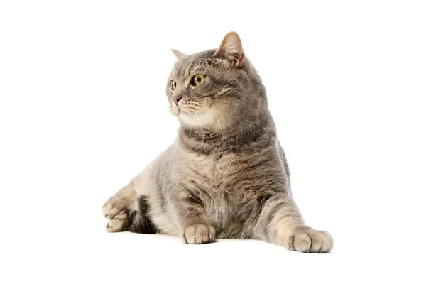 Studio Shot Beautiful Cat Sitting Looking Intently — Stok fotoğraf