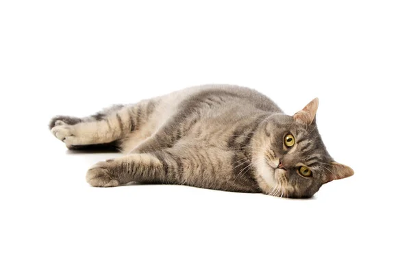 Studio Shot Beautiful Cat Lying Looking Curiously Camera — Foto Stock