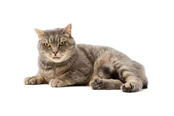 Studio Shot Beautiful Cat Lying Looking Sternly Camera — Stock Fotó