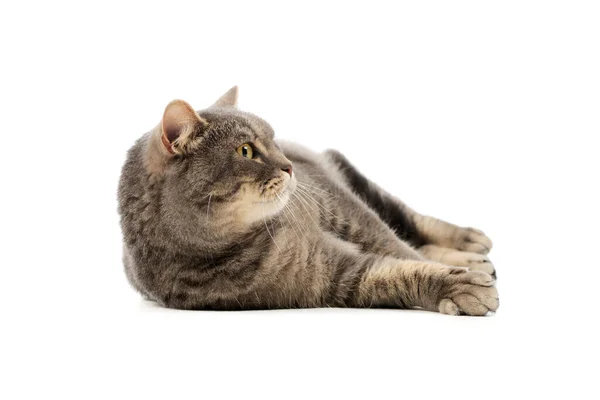 Studio Shot Beautiful Cat Lying Looking Curiously — Fotografia de Stock