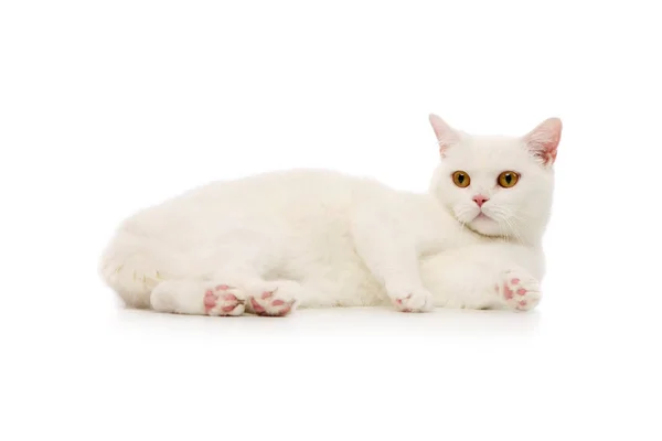 Studio Shot Beautiful Cat Relaxing White Background — Stockfoto