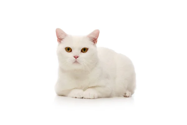 Studio Shot Beautiful Cat Sitting Looking Sternly — Stock Photo, Image