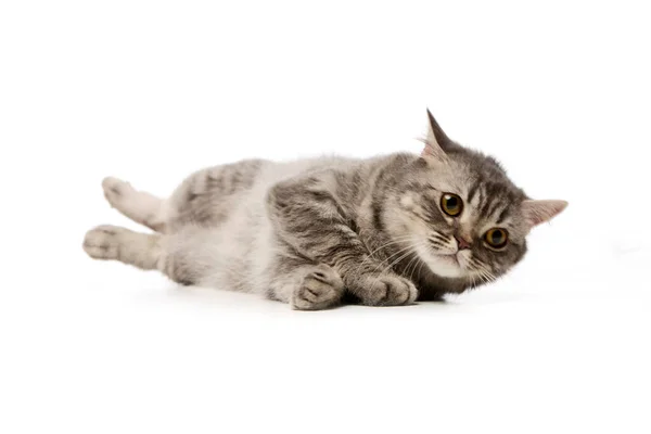 Estúdio Tiro Belo Gato Deitado Com Olhar Perturbado — Fotografia de Stock