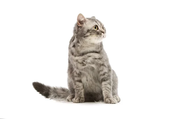 Studio Shot Beautiful Cat Sitting Looking Curiously — ストック写真