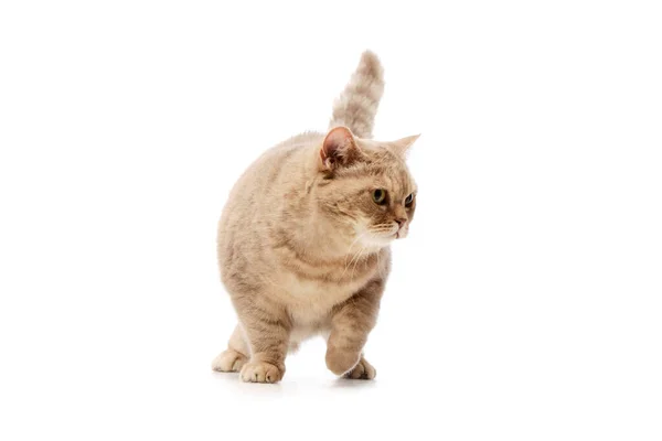 Studio Shot Beautiful Cat Standing Raised Tail — Foto de Stock