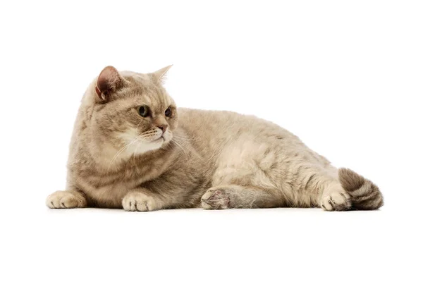 Studio Shot Beautiful Cat Lying Annoyed Look — стоковое фото