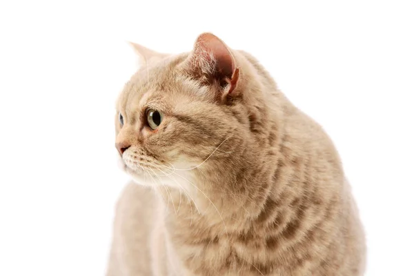 Retrato Belo Gato Olhando Curiosamente — Fotografia de Stock