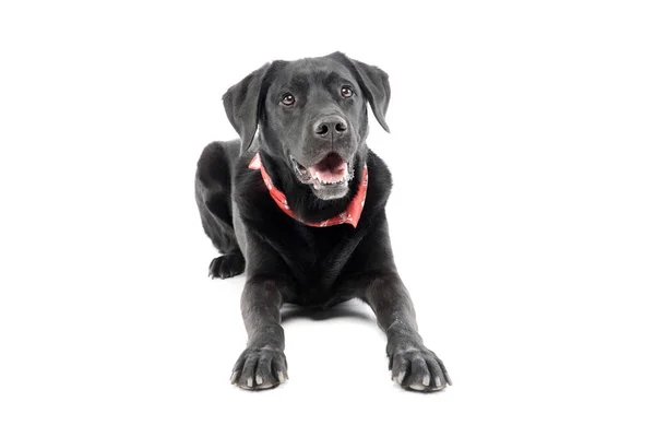 Studio Shot Adorable Labrador Retriever Lying Hanging Tongue — Φωτογραφία Αρχείου