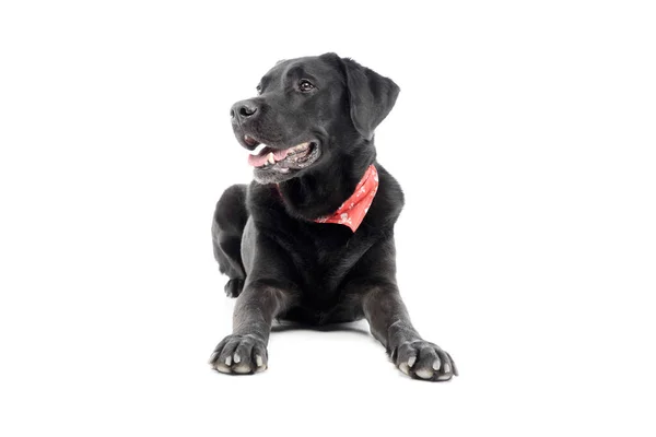 Studio Shot Adorable Labrador Retriever Lying Hanging Tongue — Φωτογραφία Αρχείου