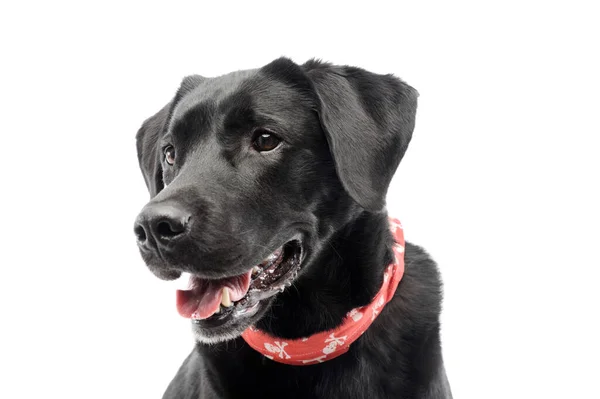Portrait Adorable Labrador Retriever Wearing Scarf — Φωτογραφία Αρχείου