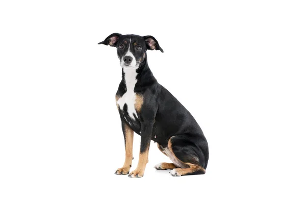 Studio Shot Well Mannered Mixed Breed Dog Sitting White Background — Foto de Stock