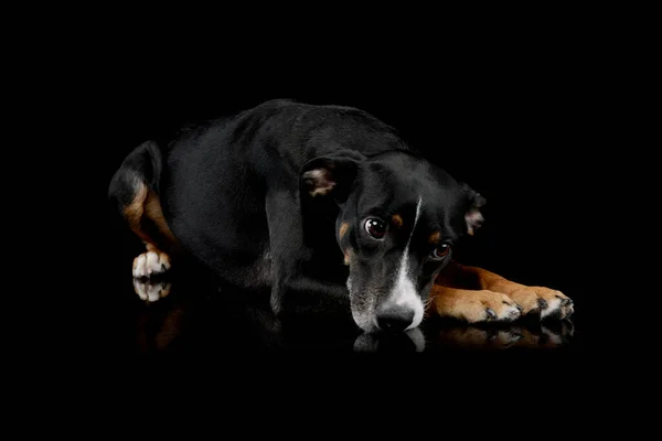 Studio Shot Lovely Mixed Breed Dog Lying Tilting Her Head — Stockfoto