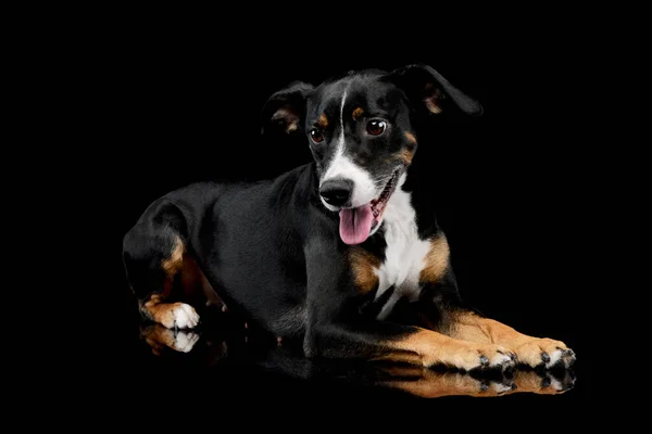 Studio Shot Lovely Mixed Breed Dog Lying Looking Satisfied — Foto de Stock