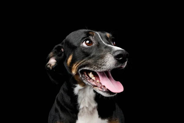 Πορτρέτο Ενός Αξιαγάπητου Μικτού Σκύλου Ράτσα Αναζητούν Περιέργως Κρέμονται Γλώσσα — Φωτογραφία Αρχείου