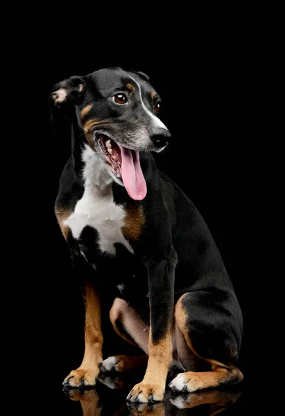 Studio Shot Lovely Mixed Breed Dog Sitting Hanging Tongue — Φωτογραφία Αρχείου