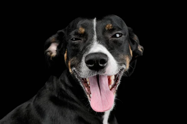 Portrait Lovely Mixed Breed Dog Seems Satisfied — Stockfoto