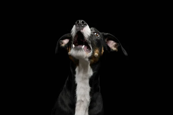 Portrait Lovely Mixed Breed Dog Looking Curiously — Stockfoto