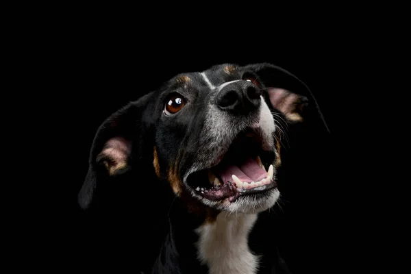Portrait Lovely Mixed Breed Dog Seems Satisfied — Stock fotografie