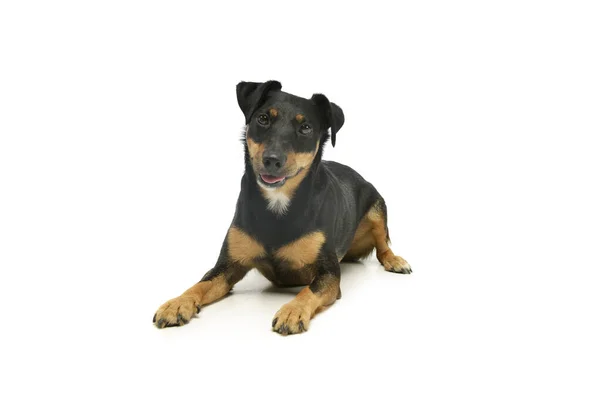 Estudio Adorable Cachorro Jack Russell Terrier Tumbado Mirando Cámara — Foto de Stock