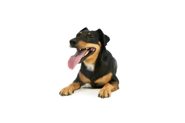 Estudio Adorable Jack Russell Terrier Cachorro Mintiendo Parece Satisfecho — Foto de Stock