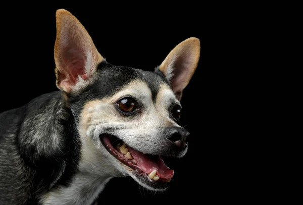 Portrét Rozkošného Smíšeného Psa Který Zvědavě Vypadá Visícím Jazykem — Stock fotografie